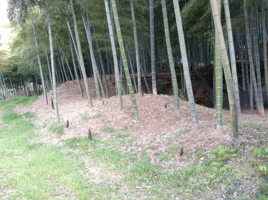 Bamboo grove