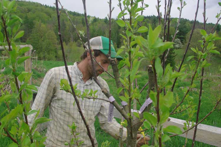 12 different apple varieties grafted on a single trunk