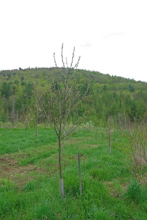 Healthy young Cestnut