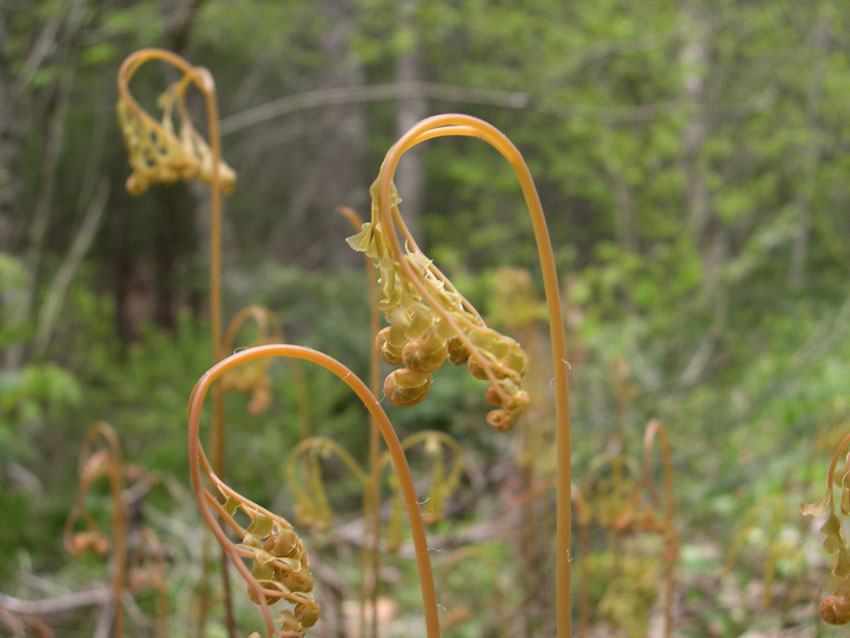Maidenhair Fern Babies